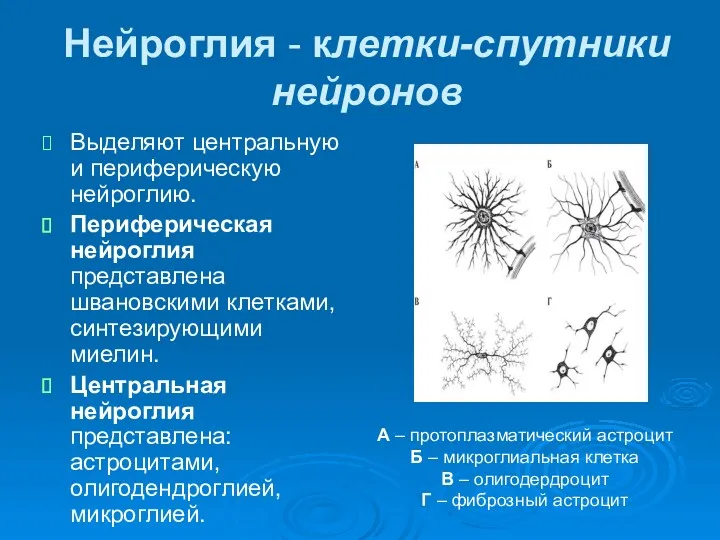 Нейроглия - клетки-спутники нейронов Выделяют центральную и периферическую нейроглию. Периферическая