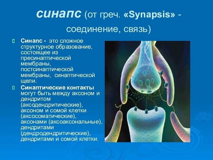 синапс (от греч. «Synapsis» -соединение, связь) Синапс - это сложное