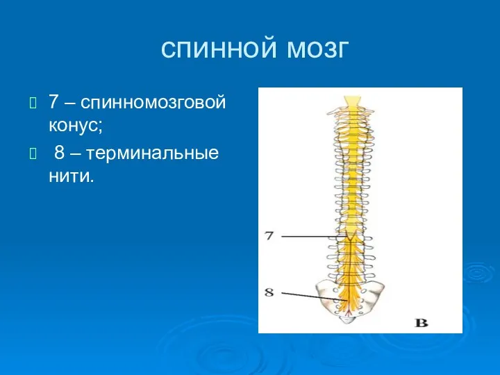 спинной мозг 7 – спинномозговой конус; 8 – терминальные нити.