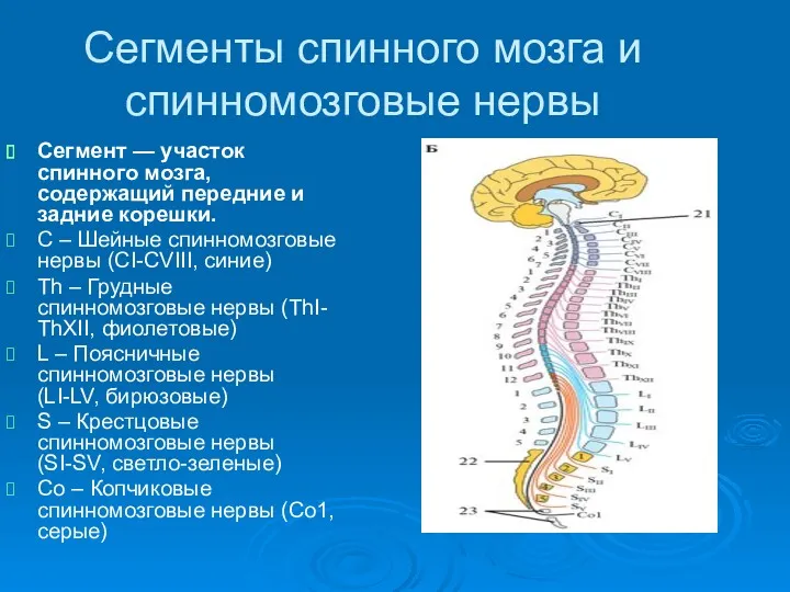 Сегменты спинного мозга и спинномозговые нервы Сегмент — участок спинного