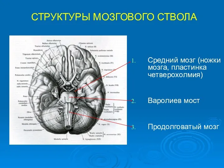 СТРУКТУРЫ МОЗГОВОГО СТВОЛА Средний мозг (ножки мозга, пластинка четверохолмия) Варолиев мост Продолговатый мозг