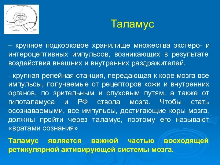 Таламус – крупное подкорковое хранилище множества экстеро- и интероцептивных импульсов,