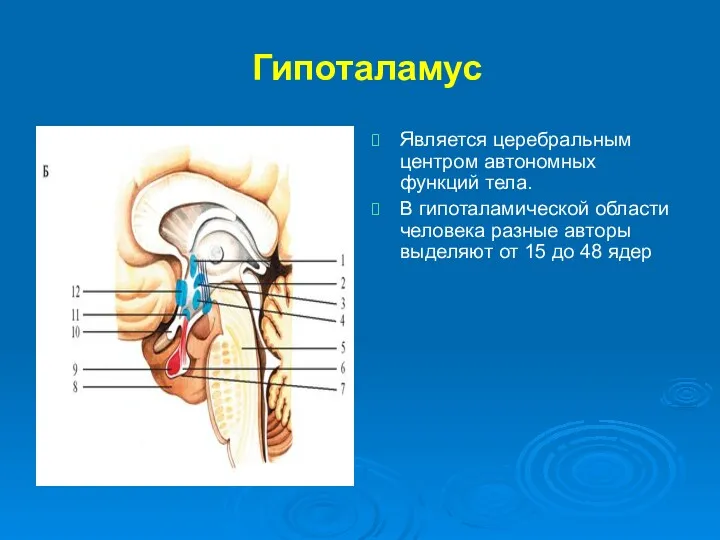 Гипоталамус Является церебральным центром автономных функций тела. В гипоталамической области