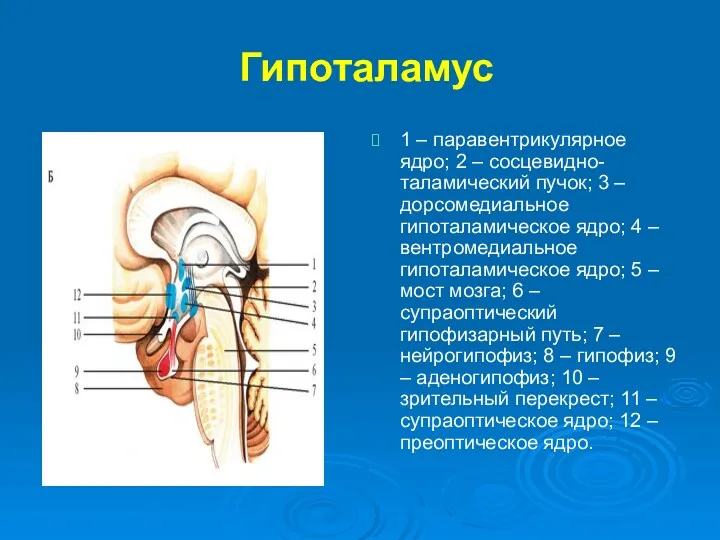 Гипоталамус 1 – паравентрикулярное ядро; 2 – сосцевидно-таламический пучок; 3