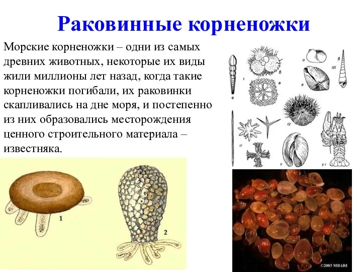Раковинные корненожки Морские корненожки – одни из самых древних животных, некоторые их виды