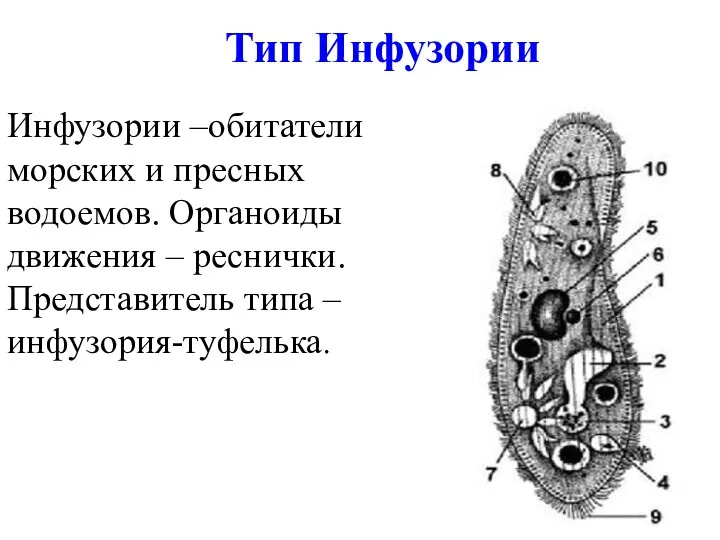 Тип Инфузории Инфузории –обитатели морских и пресных водоемов. Органоиды движения – реснички. Представитель типа – инфузория-туфелька.