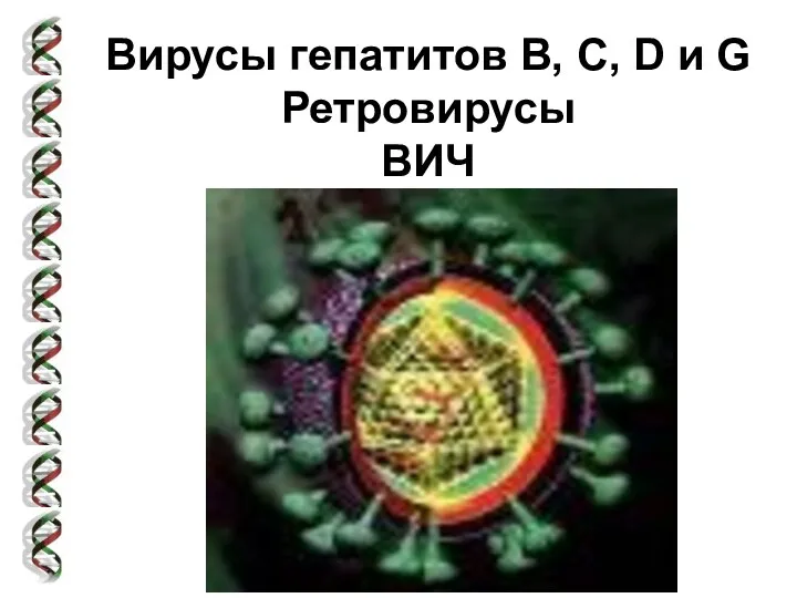 Вирусы гепатитов В, С, D и G. Ретровирусы. ВИЧ