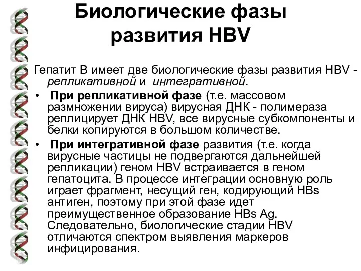 Биологические фазы развития HBV Гепатит В имеет две биологические фазы