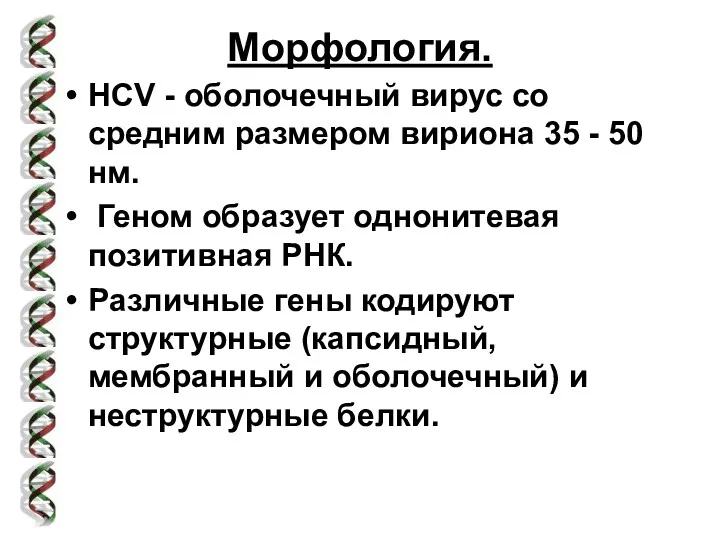 Морфология. HCV - оболочечный вирус со средним размером вириона 35
