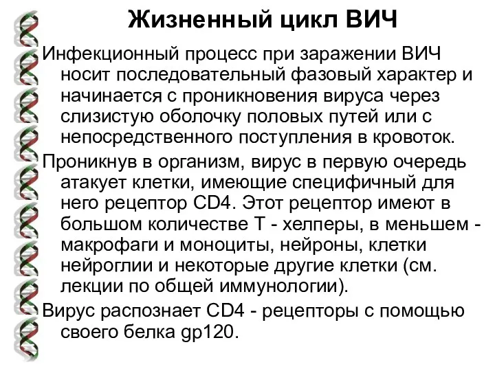 Жизненный цикл ВИЧ Инфекционный процесс при заражении ВИЧ носит последовательный