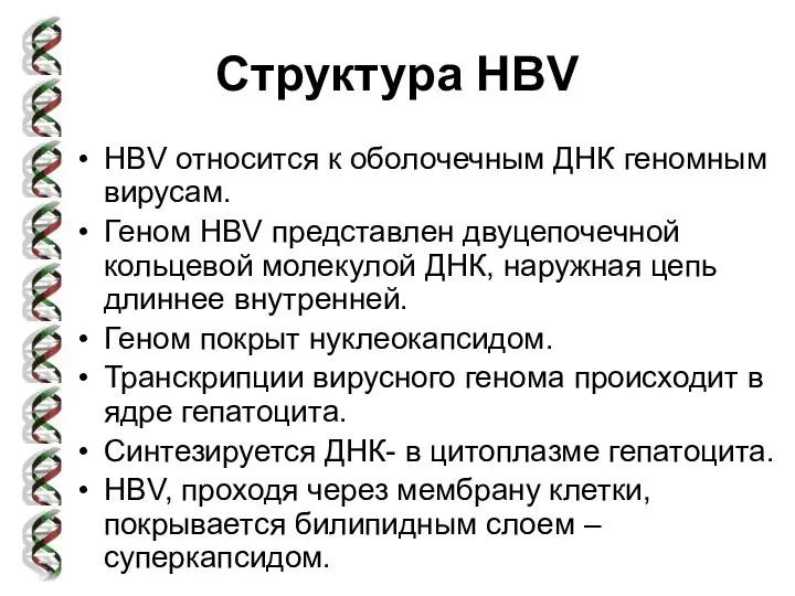 Структура HBV HBV относится к оболочечным ДНК геномным вирусам. Геном