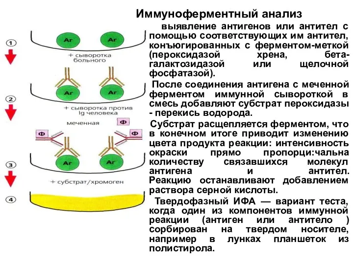 Иммуноферментный анализ выявление антигенов или антител с помощью соответствующих им