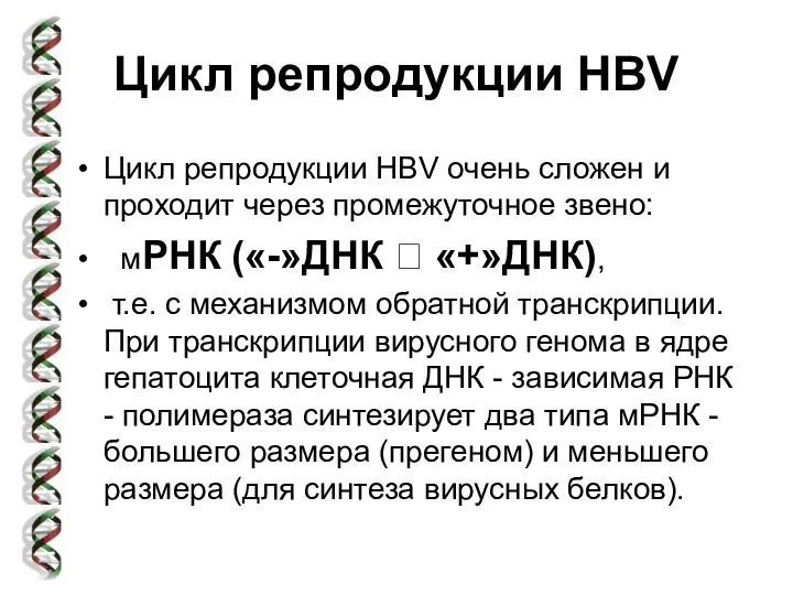 Цикл репродукции HBV Цикл репродукции HBV очень сложен и проходит