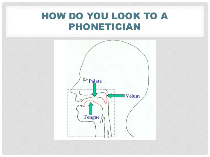 HOW DO YOU LOOK TO A PHONETICIAN