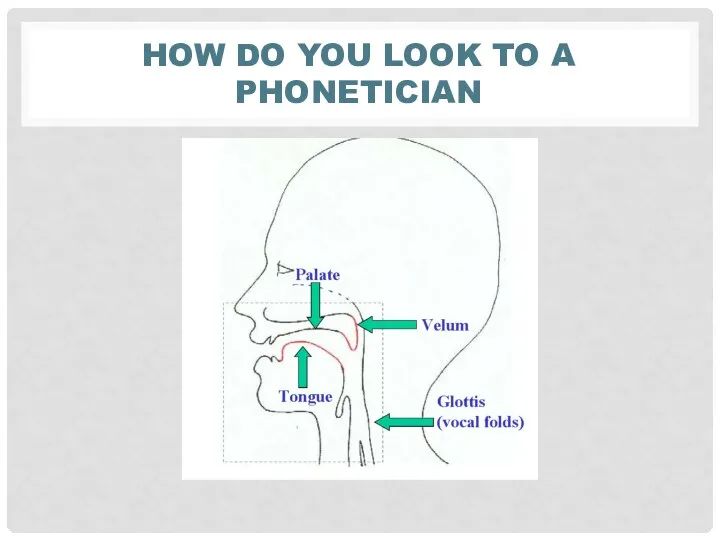 HOW DO YOU LOOK TO A PHONETICIAN