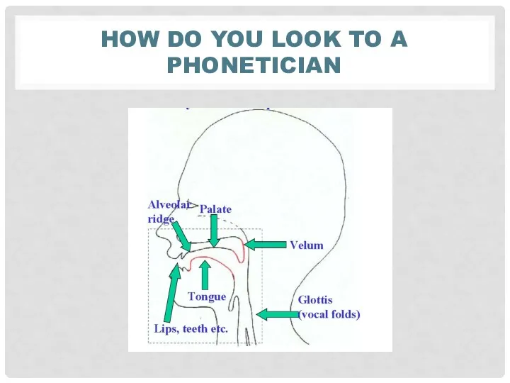 HOW DO YOU LOOK TO A PHONETICIAN
