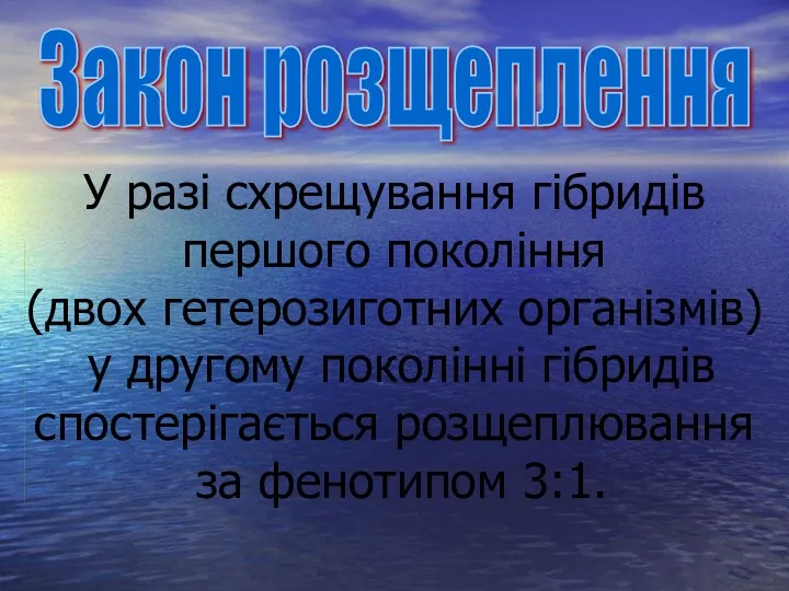 Закон розщеплення У разі схрещування гібридів першого покоління (двох гетерозиготних