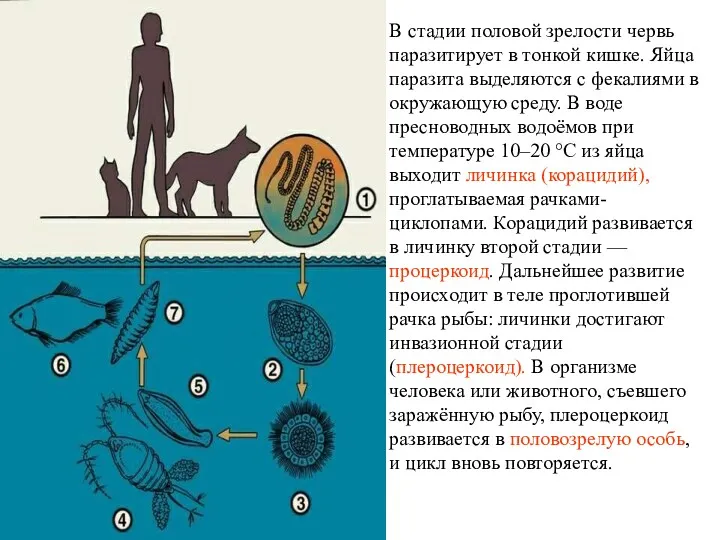 В стадии половой зрелости червь паразитирует в тонкой кишке. Яйца