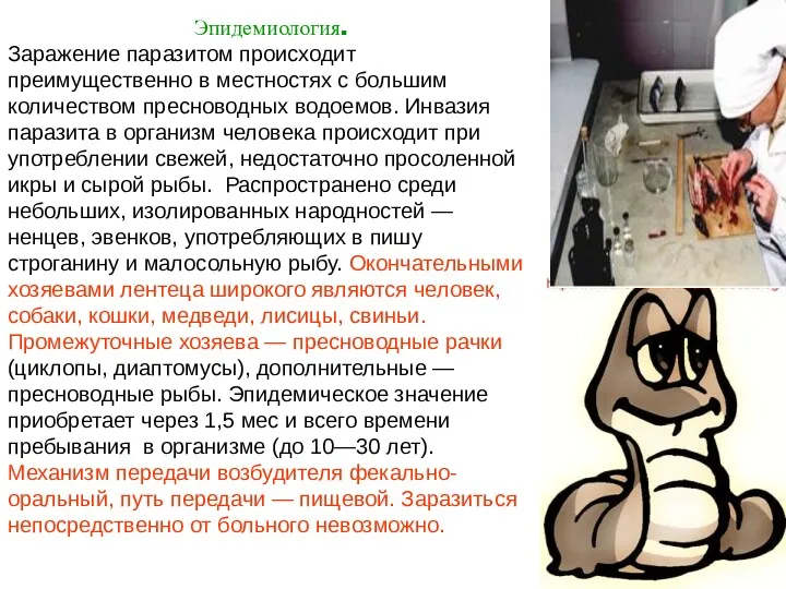 Эпидемиология. Заражение паразитом происходит преимущественно в местностях с большим количеством