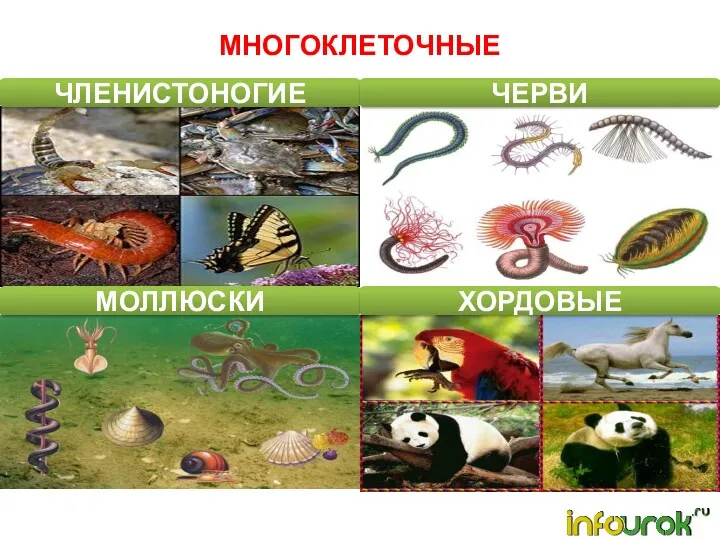 ЧЛЕНИСТОНОГИЕ ЧЕРВИ МОЛЛЮСКИ ХОРДОВЫЕ МНОГОКЛЕТОЧНЫЕ