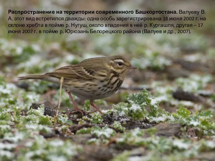 Распространение на территории современного Башкортостана. Валуеву В.А. этот вид встретился