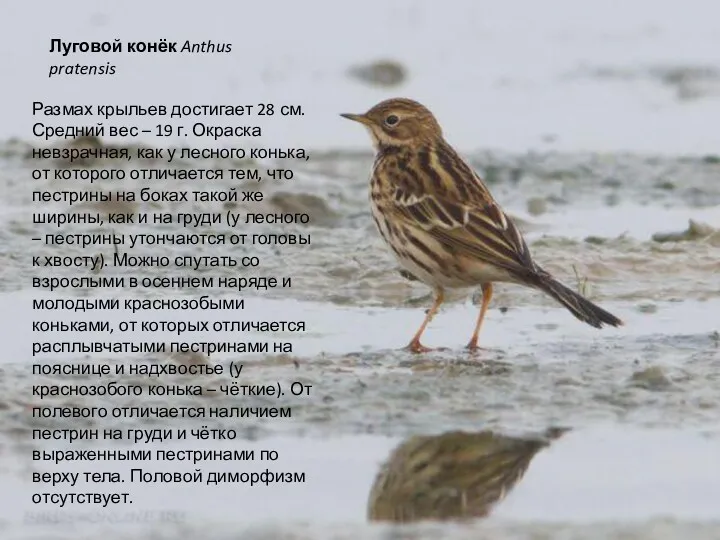 Луговой конёк Anthus pratensis Размах крыльев достигает 28 см. Средний