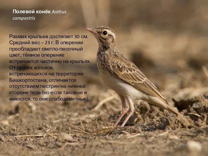 Полевой конёк Anthus campestris Размах крыльев достигает 30 см. Средний