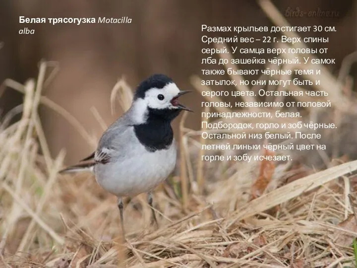 Белая трясогузка Motacilla alba Размах крыльев достигает 30 см. Средний