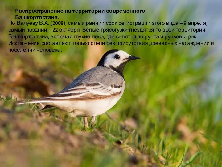 Распространение на территории современного Башкортостана. По Валуеву В.А. (2008), самый