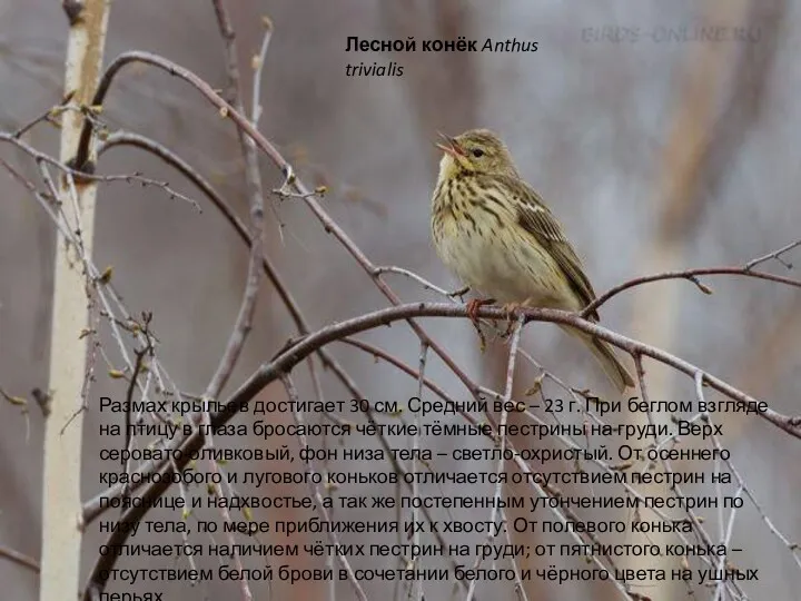 Лесной конёк Anthus trivialis Размах крыльев достигает 30 см. Средний