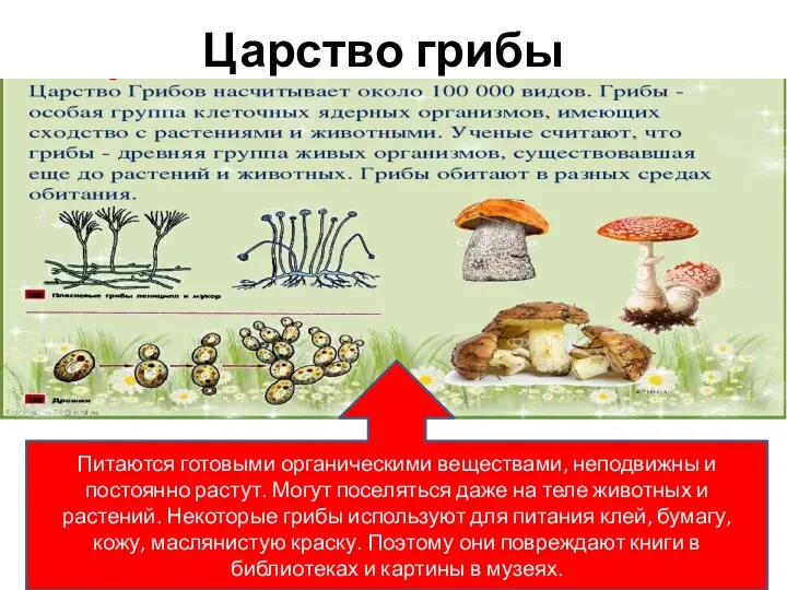 Царство грибы Питаются готовыми органическими веществами, неподвижны и постоянно растут.