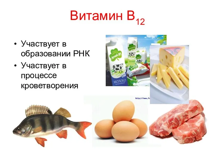 Витамин В12 Участвует в образовании РНК Участвует в процессе кроветворения