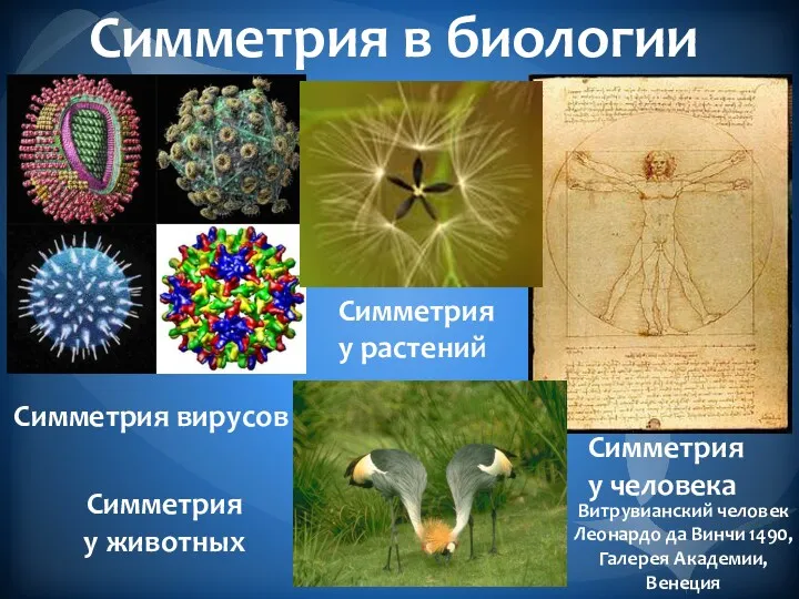 Симметрия в биологии Симметрия вирусов Симметрия у растений Симметрия у