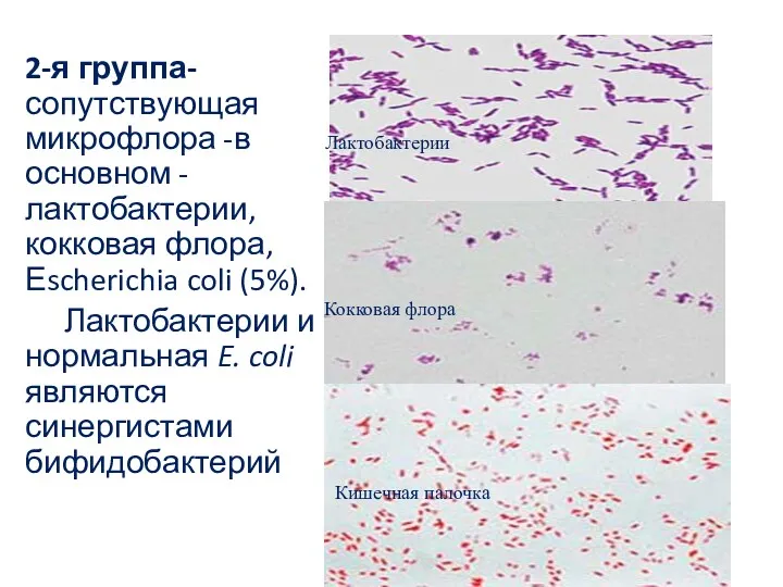 2-я группа- сопутствующая микрофлора -в основном - лактобактерии, кокковая флора, Еscherichia coli (5%).