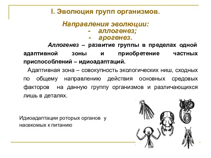 I. Эволюция групп организмов. Направления эволюции: - аллогенез; - арогенез.