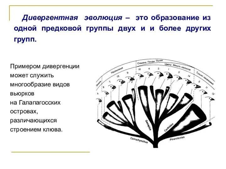 Дивергентная эволюция – это образование из одной предковой группы двух