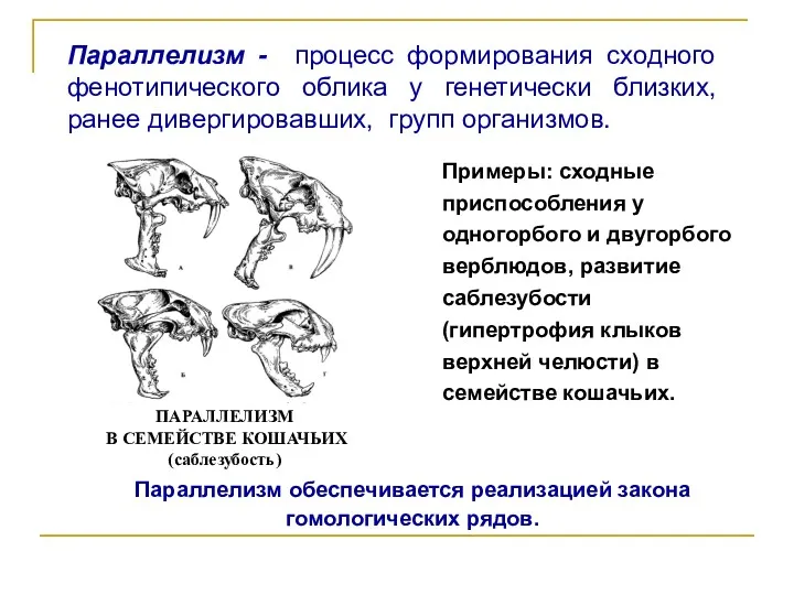 Параллелизм обеспечивается реализацией закона гомологических рядов.