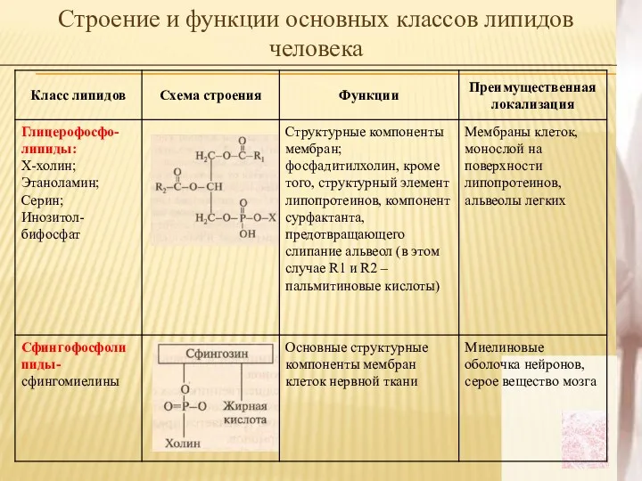 Строение и функции основных классов липидов человека