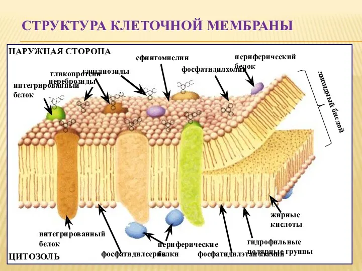 СТРУКТУРА КЛЕТОЧНОЙ МЕМБРАНЫ ЦИТОЗОЛЬ НАРУЖНАЯ СТОРОНА