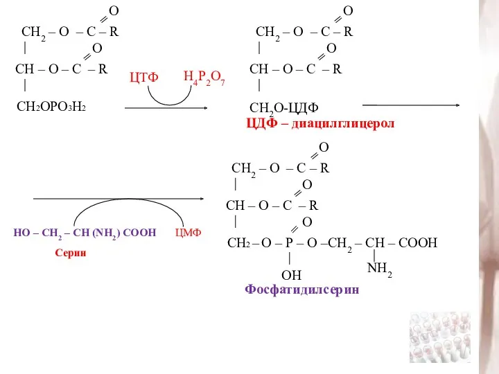 ЦТФ Н4Р2О7 ЦДФ – диацилглицерол НО – СН2 – СН (NH2) СООН ЦМФ Фосфатидилсерин Серин