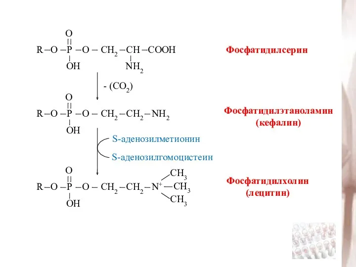 Фосфатидилсерин - (СО2) Фосфатидилэтаноламин (кефалин) Фосфатидилхолин (лецитин) S-аденозилметионин S-аденозилгомоцистеин