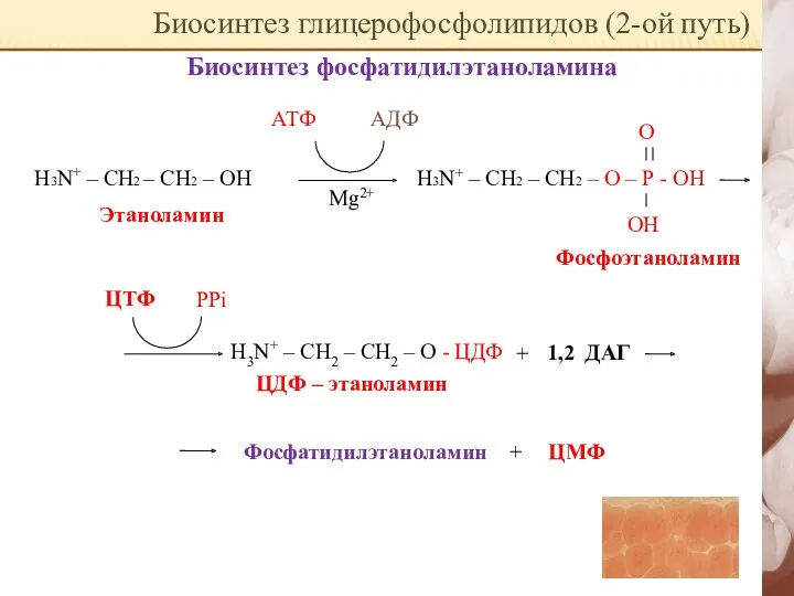 Биосинтез глицерофосфолипидов (2-ой путь) Биосинтез фосфатидилэтаноламина Н3N+ – CH2 –