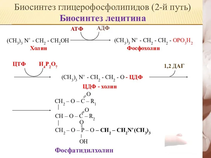 (CH3)3 N+ - CH2 - CH2OH Холин АДФ АТФ (СH3)3