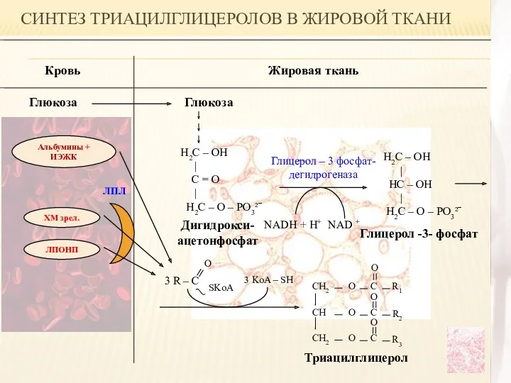 Глицерол -3- фосфат СИНТЕЗ ТРИАЦИЛГЛИЦЕРОЛОВ В ЖИРОВОЙ ТКАНИ Кровь Жировая