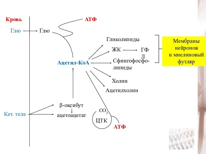 Кровь Глю Глю Кет. тела β-оксибут ацетоацетат Ацетил-КоА АТФ ЖК