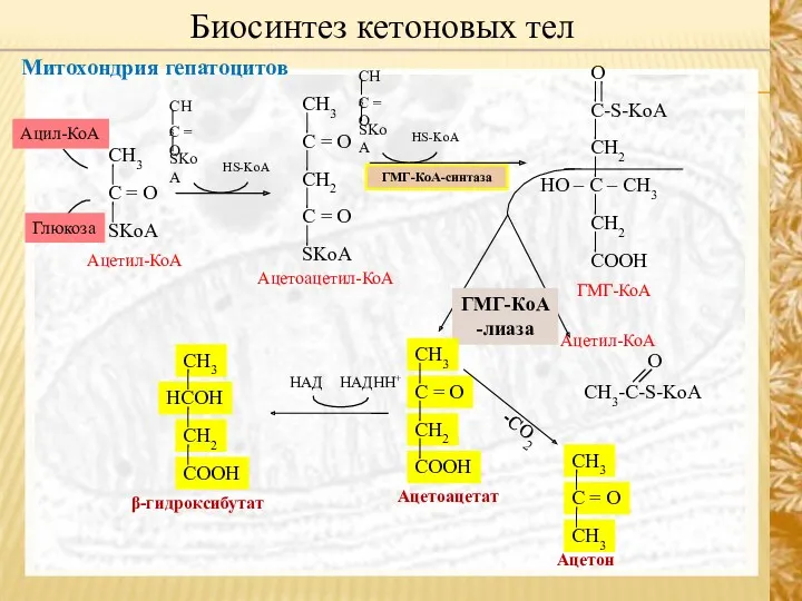Митохондрия гепатоцитов Биосинтез кетоновых тел HS-KoA ГМГ-КоА -лиаза НАДHH+ НАД -СО2 HS-KoA Ацил-КоА Глюкоза ГМГ-КоА-синтаза