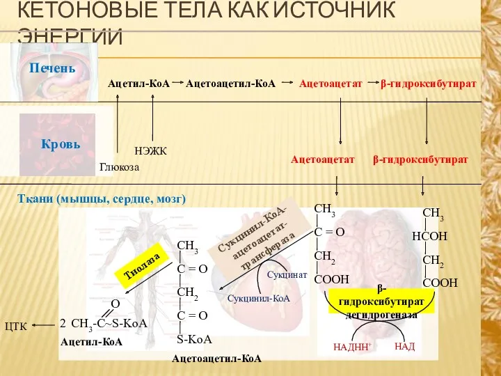 КЕТОНОВЫЕ ТЕЛА КАК ИСТОЧНИК ЭНЕРГИИ Ткани (мышцы, сердце, мозг) Ацетил-КоА