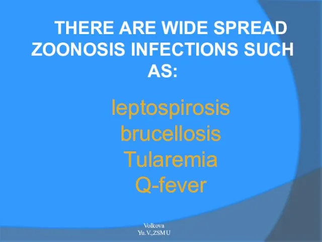 THERE ARE WIDE SPREAD ZOONOSIS INFECTIONS SUCH AS: leptospirosis brucellosis Tularemia Q-fever Volkova Yu.V.,ZSMU