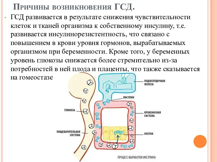 Причины возникновения ГСД. ГСД развивается в результате снижения чувствительности клеток и тканей организма