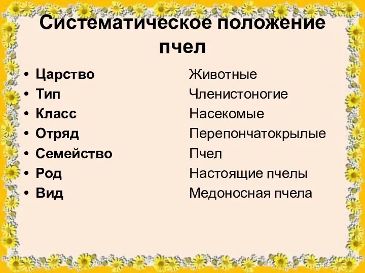 Систематическое положение пчел Царство Тип Класс Отряд Семейство Род Вид